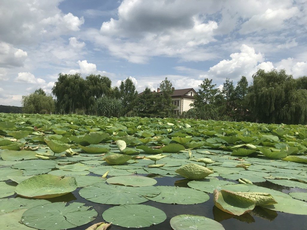 TABĂRA DE VARĂ